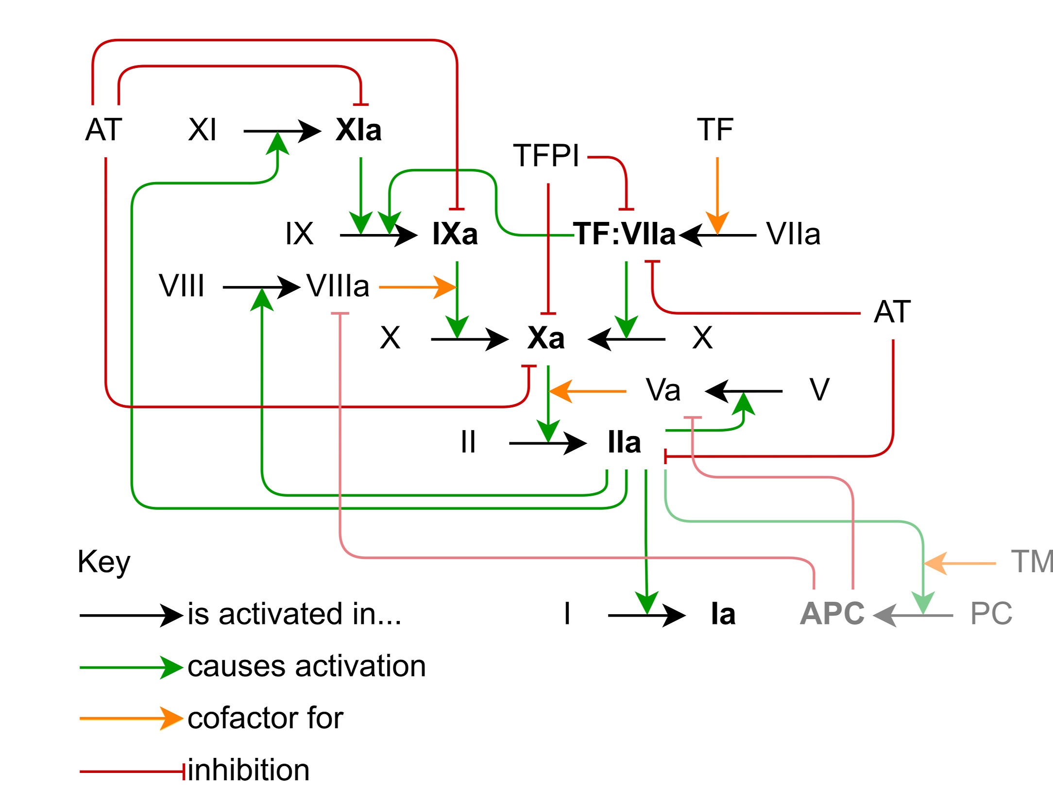 The coagulation cascade, licence: CC-BY